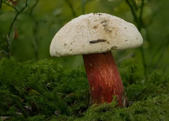 Белые грибы пешком