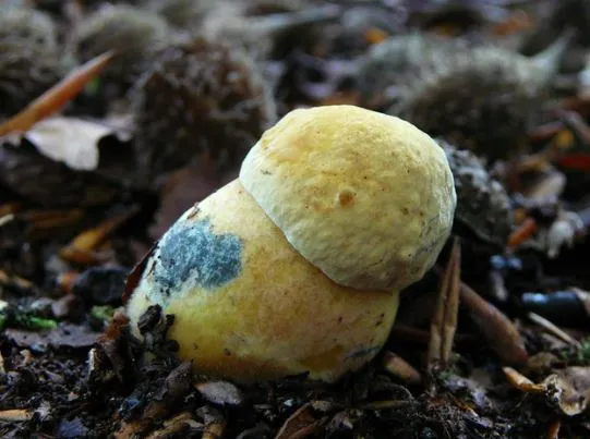 Белый гриб желтый