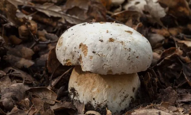 Белый гриб Porcini