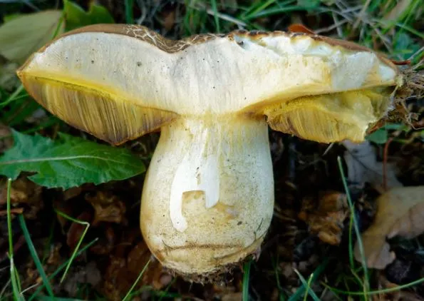 Описание половины белых грибов
