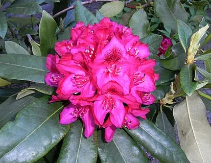 Неизвестная личность RhododendronBlüte123.jpg