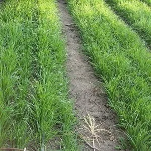 Рекомендации по использованию пшеницы в качестве зеленой смазки осенью и весной