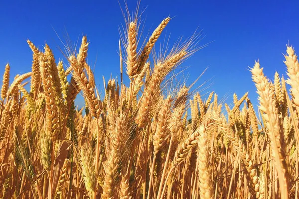 Озимая пшеница как зеленый смазочный материал