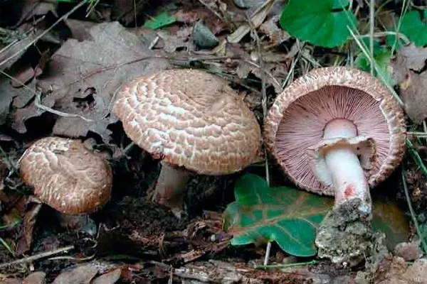 Съедобные и ненастоящие грибы: советы по идентификации