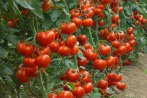 Лучшие томатные новинки года, высокопродуктивные сорта для теплиц и открытого грунта