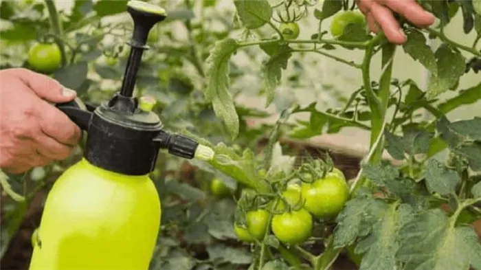 Секрет опытного садовода - опрыскивание томатов йодом: цели лечения и пошаговое руководство