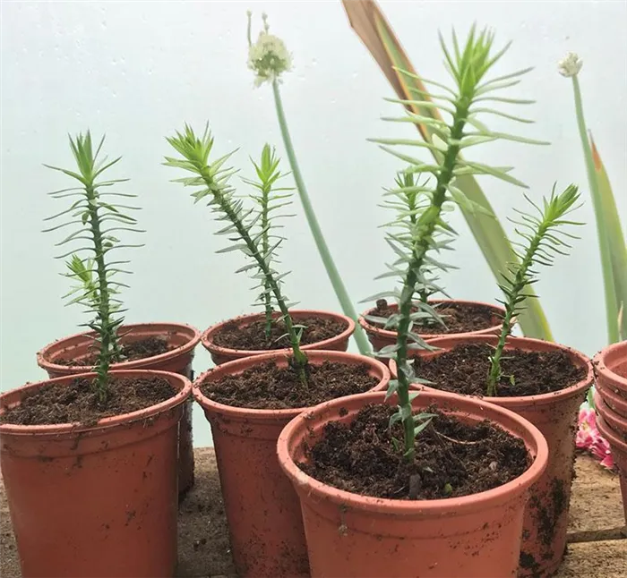 Саженцы Sorbus bicolor