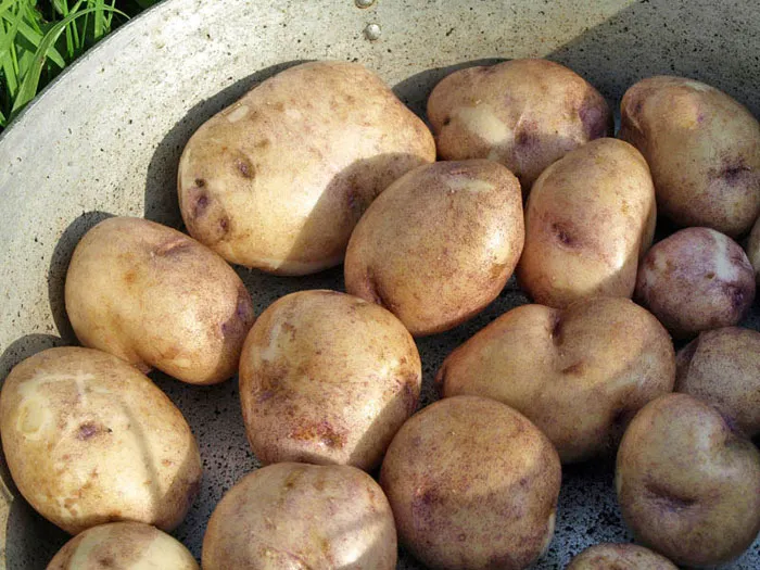 Голубоглазый сорт картофеля