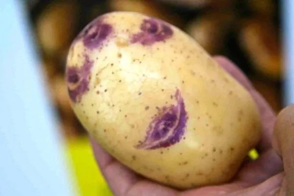 Картофель с голубыми глазами
