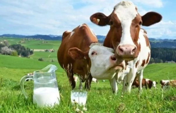 Молоко начинает появляться в конце беременности или после рождения теленка.