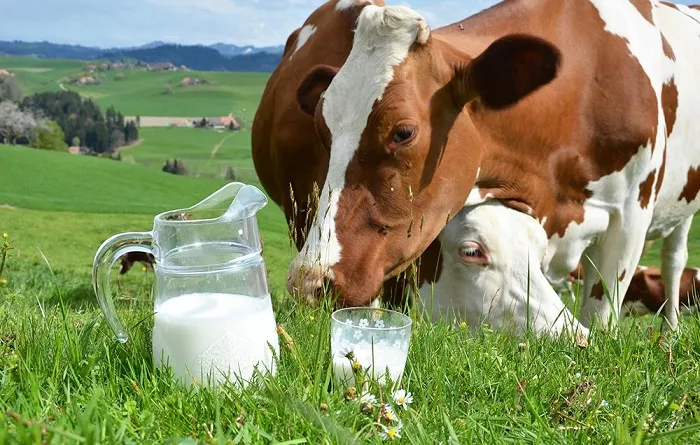 Молоко от коров и пастбища