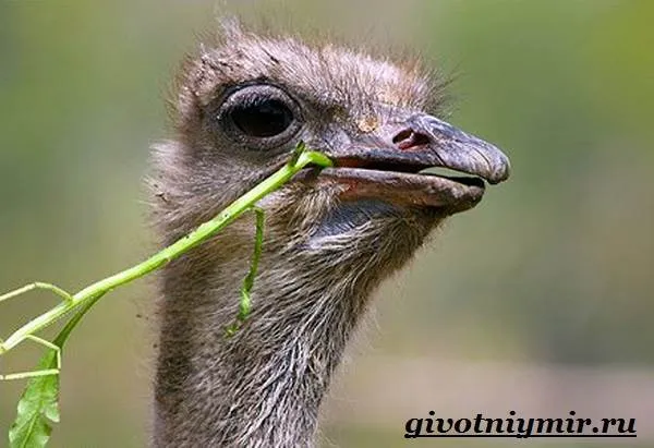 Страус - жизнь и окружающая среда -ostratus-emu-8