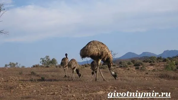 Emu-ostratus-life-and-environment-ostratus-emu-7