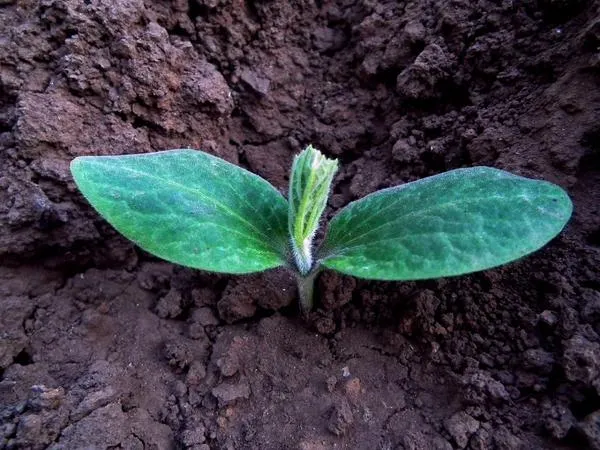 Методы проращивания также подходят для выращивания тыквы.