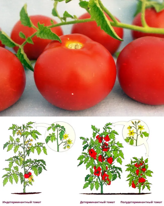 Фотография формы при нарезке листьев томатов