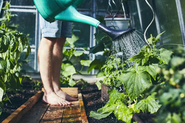 Каждый садовод должен решить, когда лучше всего поливать.