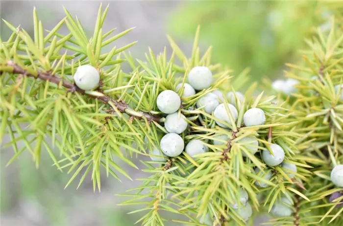 Внешний вид Juniperus Siberianus