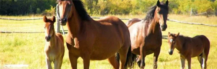 Срок годности лошади: средняя продолжительность жизни домашней лошади