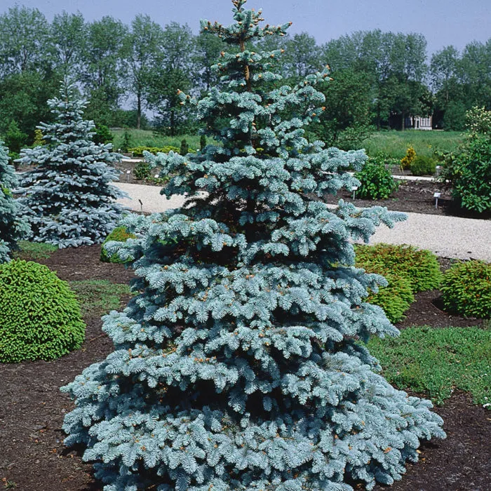 Голубая ель (Urodia cacti).