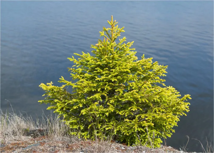 Picea obovata (фото Марии Новиковой)