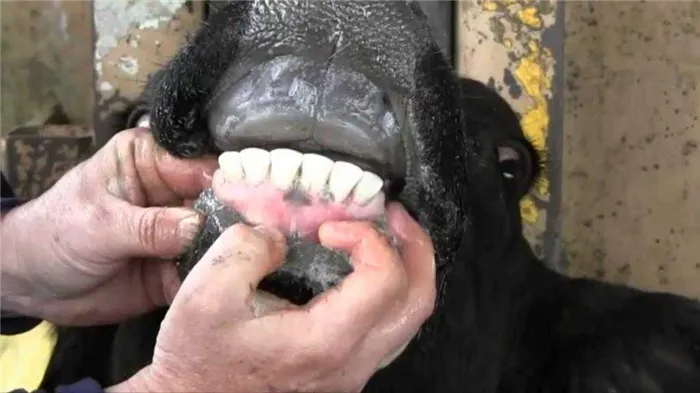 Сколько зубов у коров?