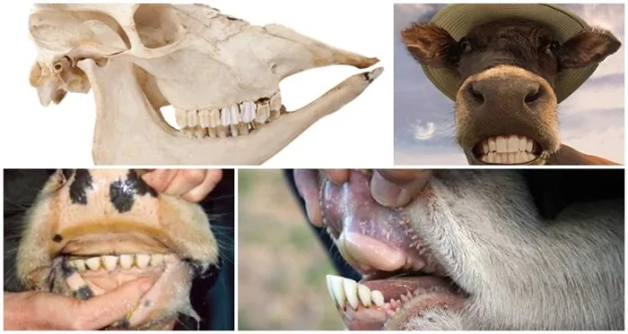Зубы крупного рогатого скота.