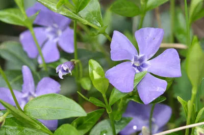 Цветок барвинок - идеальное почвопокровное растение для тенистых мест.