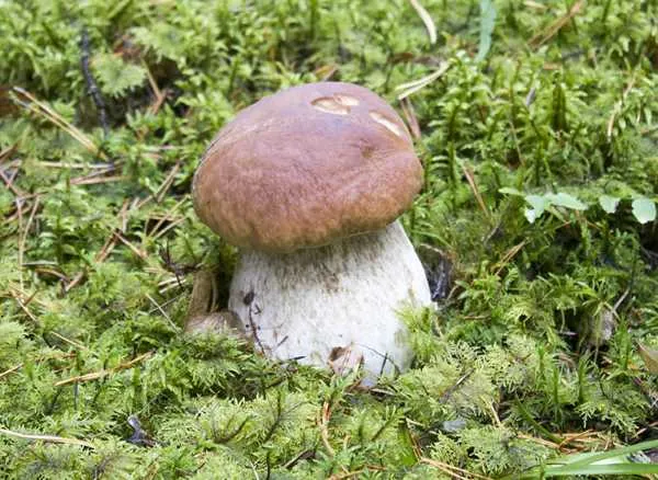 Белый гриб еловый гриб