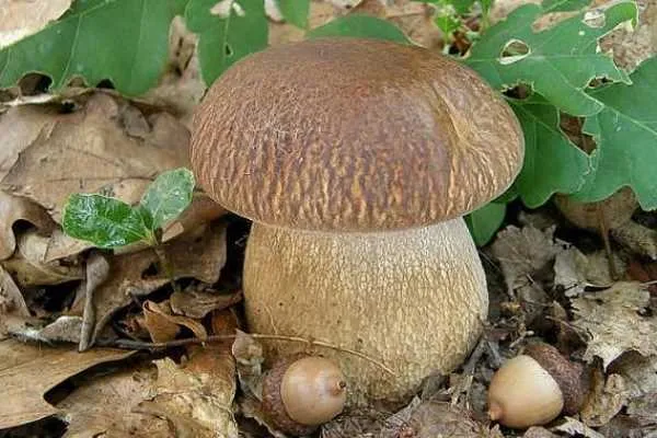 Белый дубовый гриб