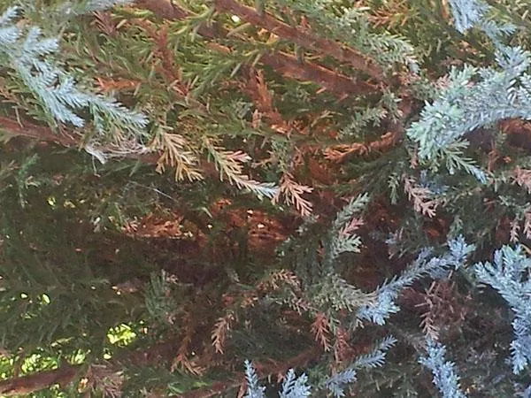 Juniperus fusariensis.