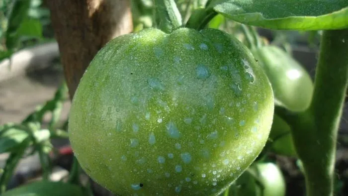 Смелый состав томатов - польза, химический состав и свойства