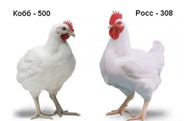 Росс 308 против цыпленка Кобб 500