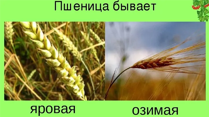 Чем отличаются яровая и озимая пшеница и как их различить