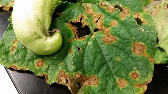 Причины появления ржавых пятен на листьях огурцов и способы борьбы с ними