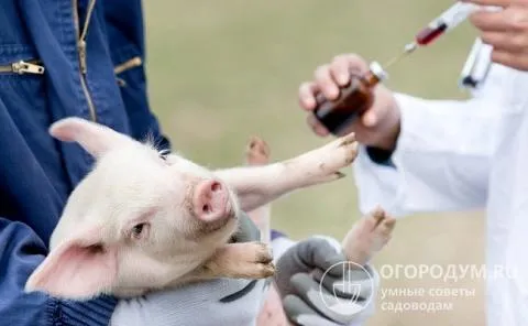 Медикаментозное лечение диареи у свиней должно назначаться ветеринарным врачом только после постановки точного диагноза.