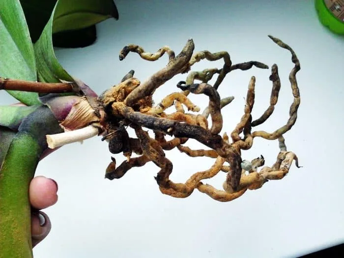 Разложившиеся корни орхидей