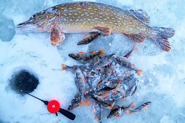 Что жалит на зимней рыбалке?