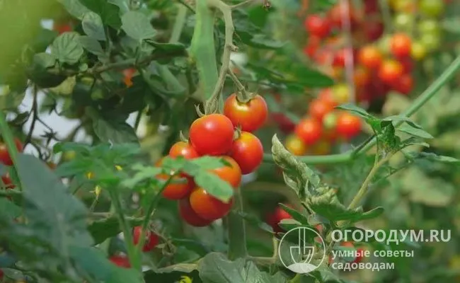 Помимо широкого разнообразия, особой популярностью у домашних садоводов пользуются мелкие помидоры черри всех сортов.
