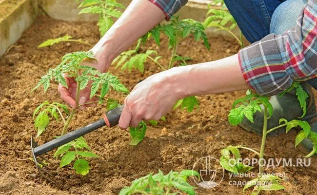 Каждый садовод может выбрать свою схему посадки, в зависимости от того, насколько легко ухаживать за растениями.