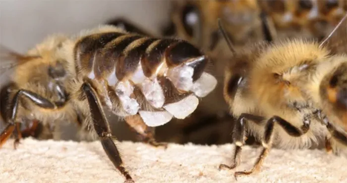 Восковые железы медоносных пчел