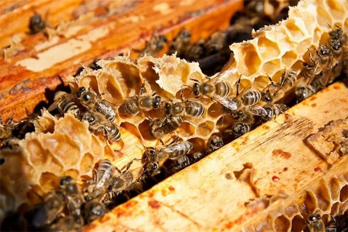Медоносные пчелы и соты