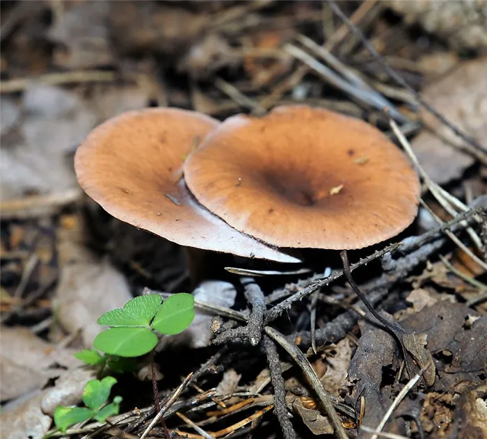 Восковые грибы