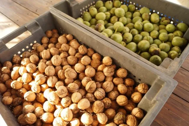 Как развиваются орехи: фото, время и характеристики плодоношения