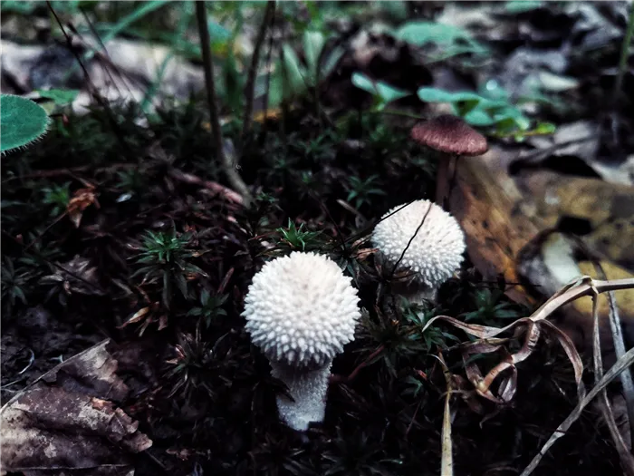Грядки или жемчужные грибы (lycoperdon perlatum)