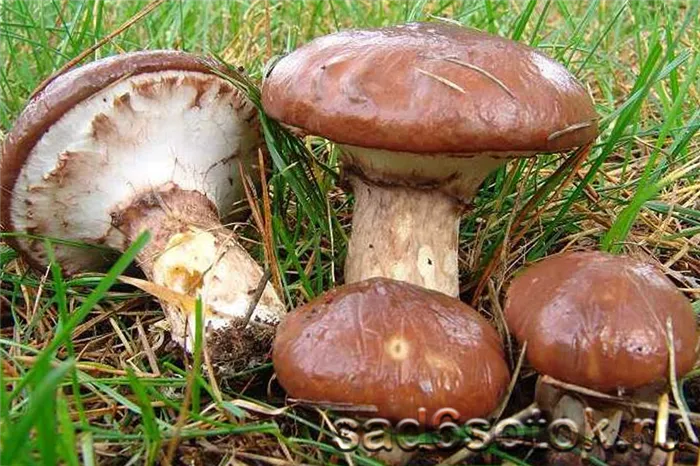 Оливковые грибы (Suillus luteus)