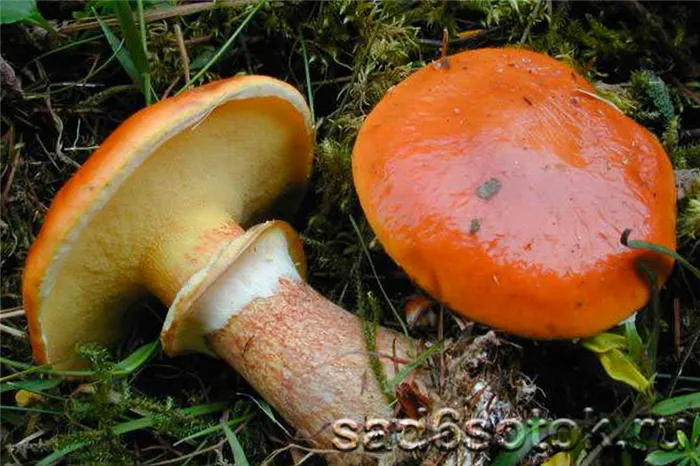 Масляные грибы (Suillus Grevillei)