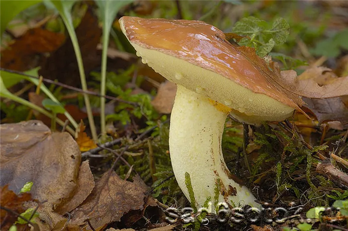 Рассольные грибы (Suillus granulatus)