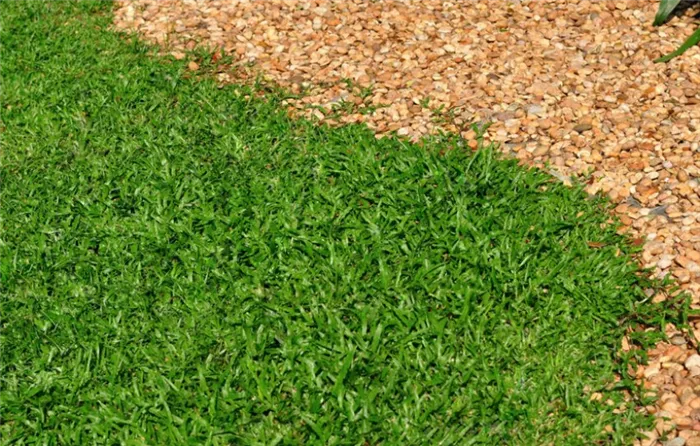 Бальзамическая трава в качестве газона