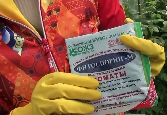 Процедуры обработки томатов фитоспорином
