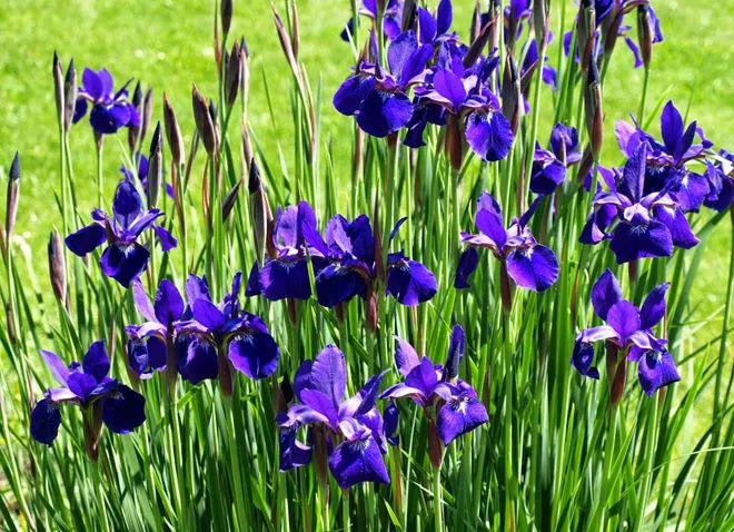 Iris sibirica - описание ириса карбонового.